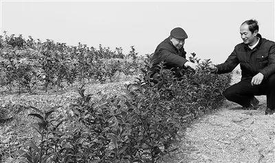 他的初心，美了“鳳凰”  ——感悟湖北省武漢市軍休六中心軍休干部徐宗元的老區情懷-云南能投軍創(chuàng  )產(chǎn)業(yè)投資有限公司