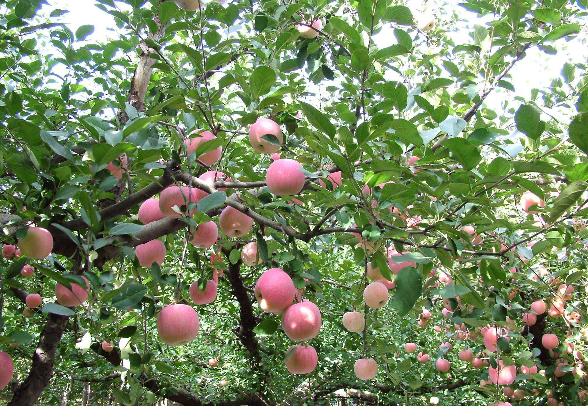 云南澤野農業(yè)有限責任公司-云南能投軍創(chuàng  )產(chǎn)業(yè)投資有限公司