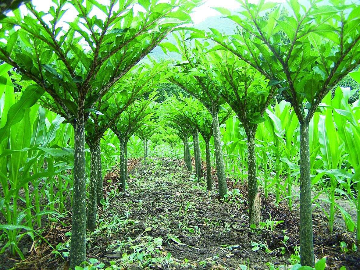 云南澤野農業(yè)有限責任公司-云南能投軍創(chuàng  )產(chǎn)業(yè)投資有限公司