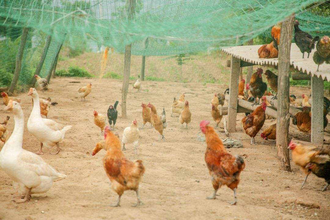 云南澤野農業(yè)有限責任公司-云南能投軍創(chuàng  )產(chǎn)業(yè)投資有限公司