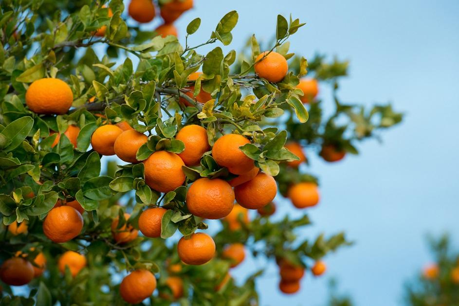 新平瑛瑋果業(yè)有限公司-云南能投軍創(chuàng  )產(chǎn)業(yè)投資有限公司