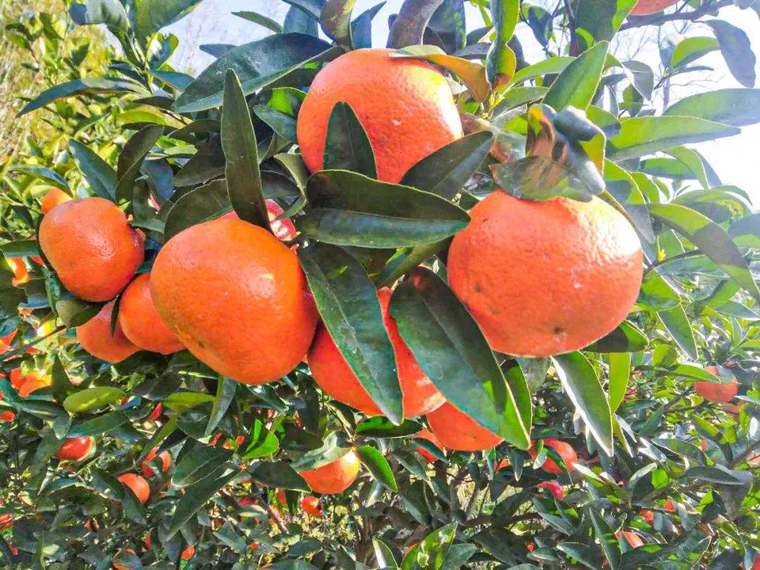 新平瑛瑋果業(yè)有限公司-云南能投軍創(chuàng  )產(chǎn)業(yè)投資有限公司