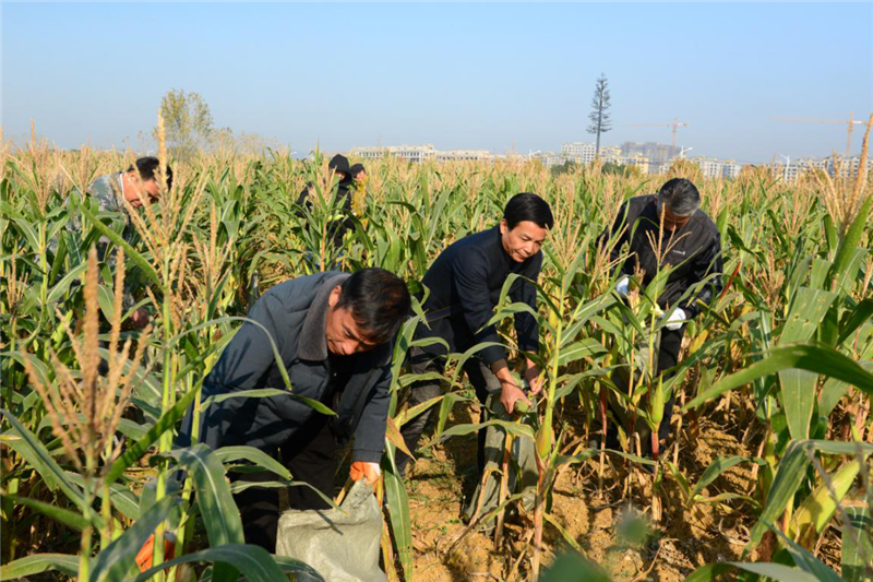 安徽巢湖：老兵“喚醒”閑置荒地 水果玉米喜獲豐收-云南能投軍創(chuàng  )產(chǎn)業(yè)投資有限公司