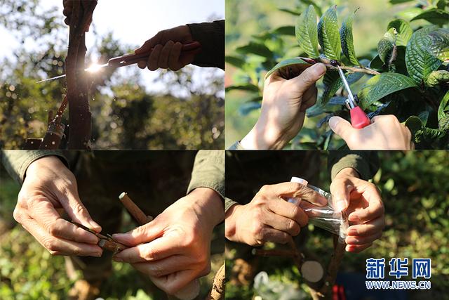 賈東亮：“空降農民”扎根鄉村寫(xiě)春秋-云南能投軍創(chuàng  )產(chǎn)業(yè)投資有限公司
