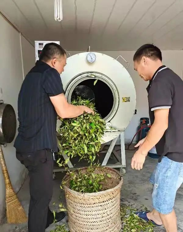 荒廢茶場(chǎng)如今年產(chǎn)量超10000斤，多虧了曾獲三等功的他！-云南能投軍創(chuàng  )產(chǎn)業(yè)投資有限公司