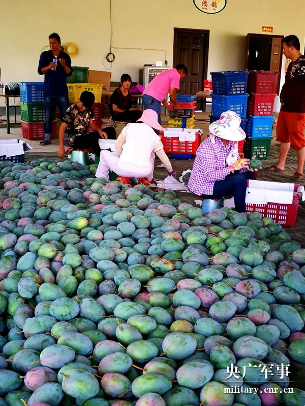 胡洪超：讓5000畝荒山迎來(lái)金芒果的春天-云南能投軍創(chuàng  )產(chǎn)業(yè)投資有限公司